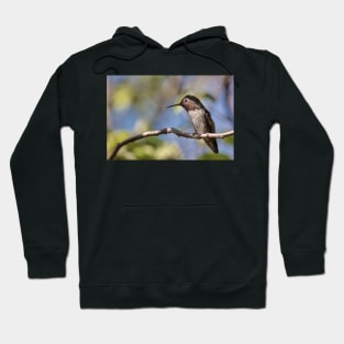 Anna's Hummingbird Perched in a Tree Hoodie